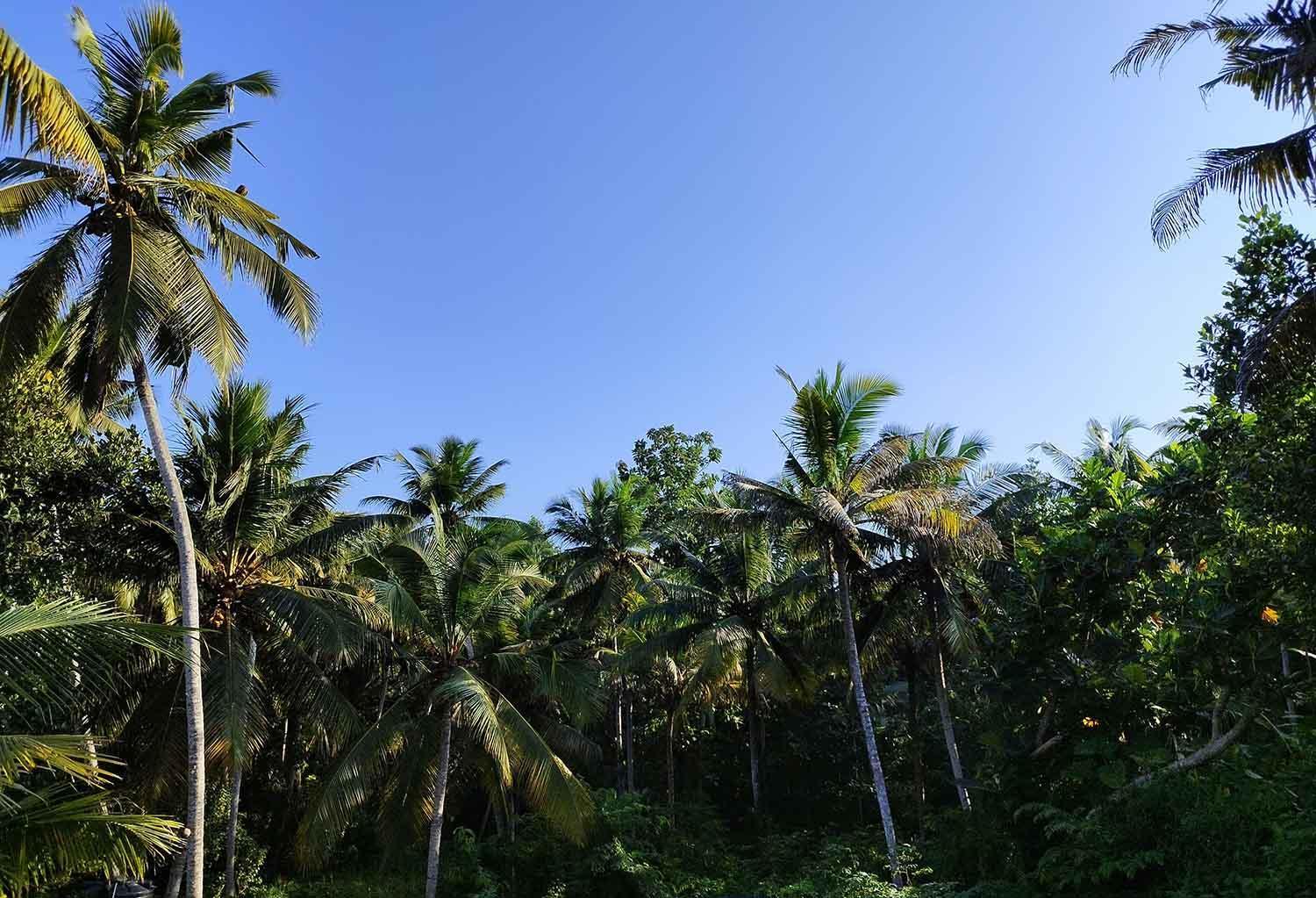 Greenview Homestay Kovalam 트리반드룸 외부 사진